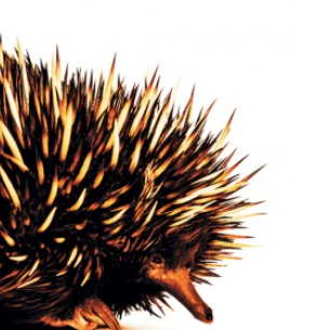 The Echidna Strategy